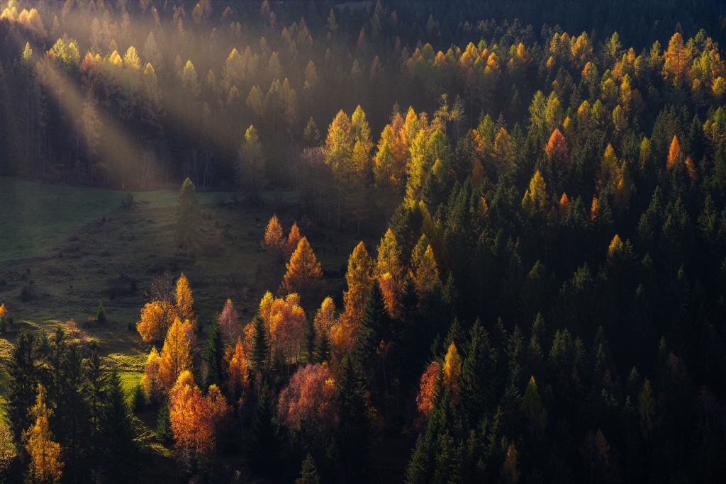 Autunno nella foresta all'alba