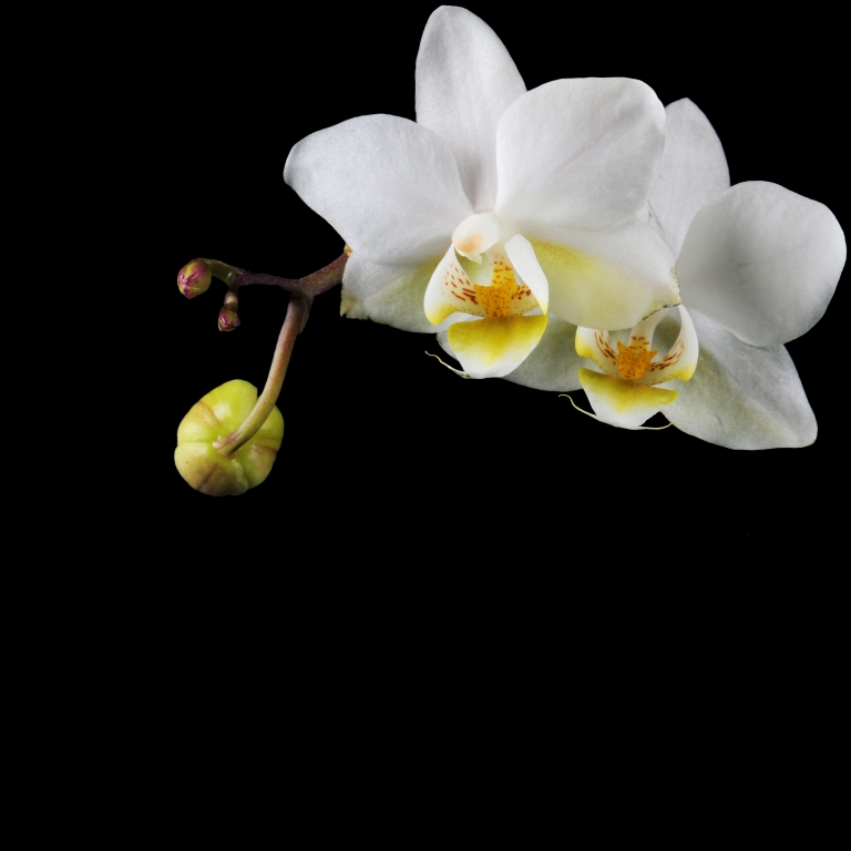 Orchidea Phalaenopsis