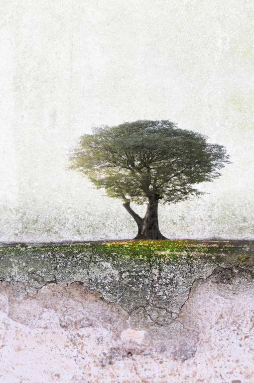 Albero solitario