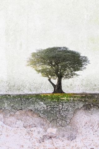 Albero solitario