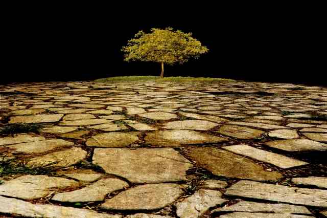 Albero della vita