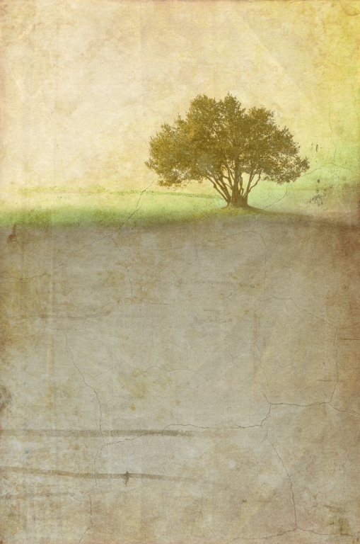 Albero solitario 02