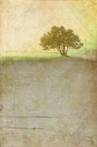Albero solitario 02
