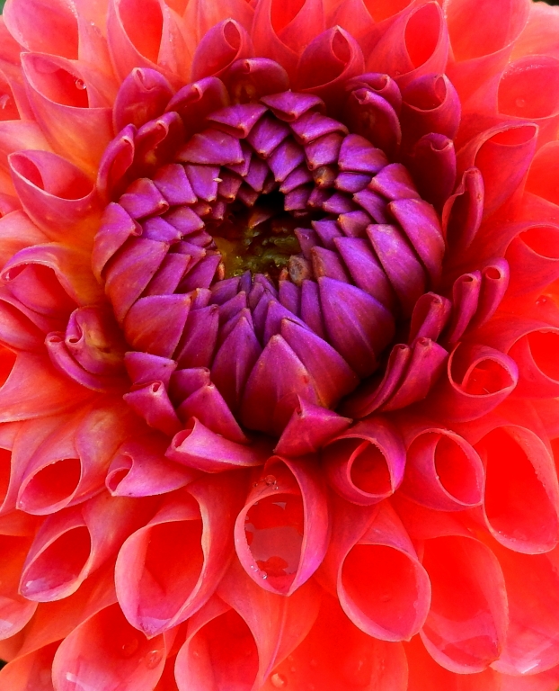 battiti di cuore