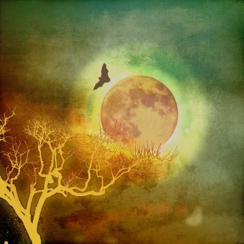 Notturno con pipistrello
