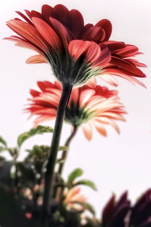 La gerbera rossa