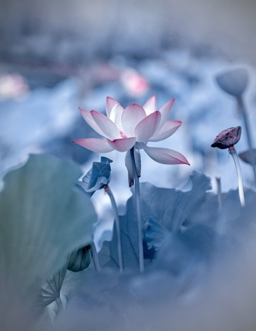 Fioritura nel ghiaccio
