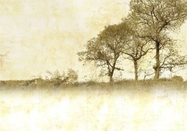 Tre alberi seppia