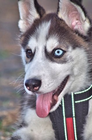 puppy husky dog