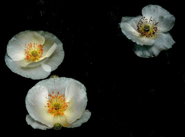 poppies