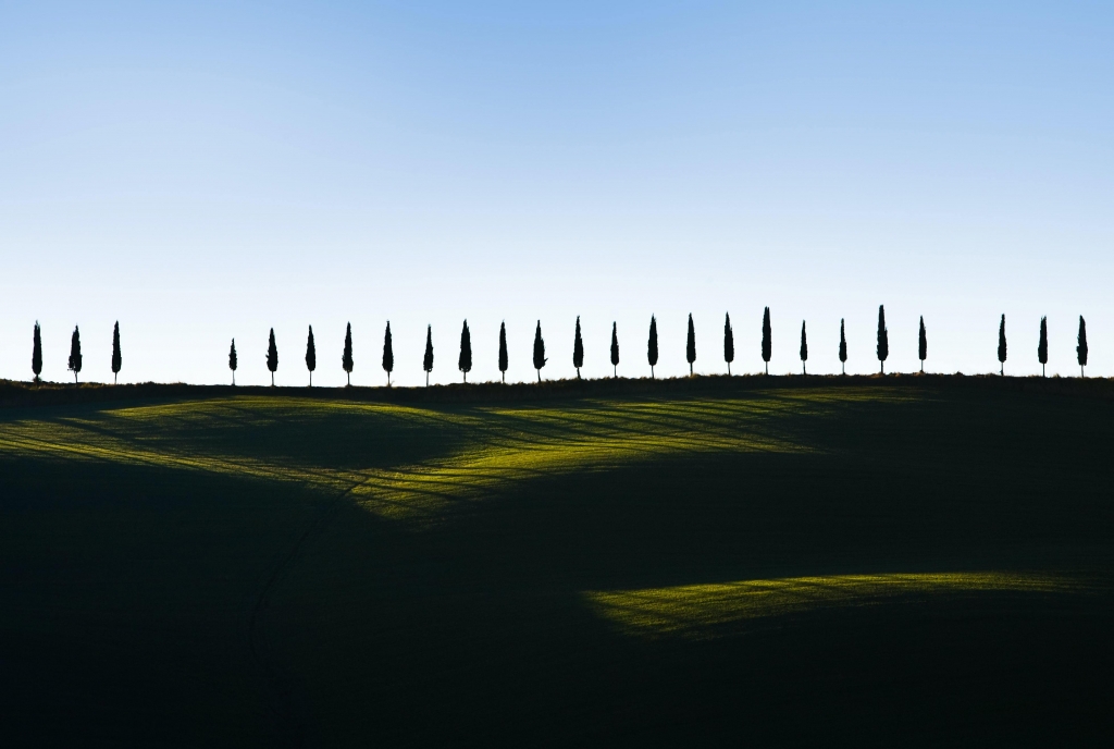 "Cipressi"