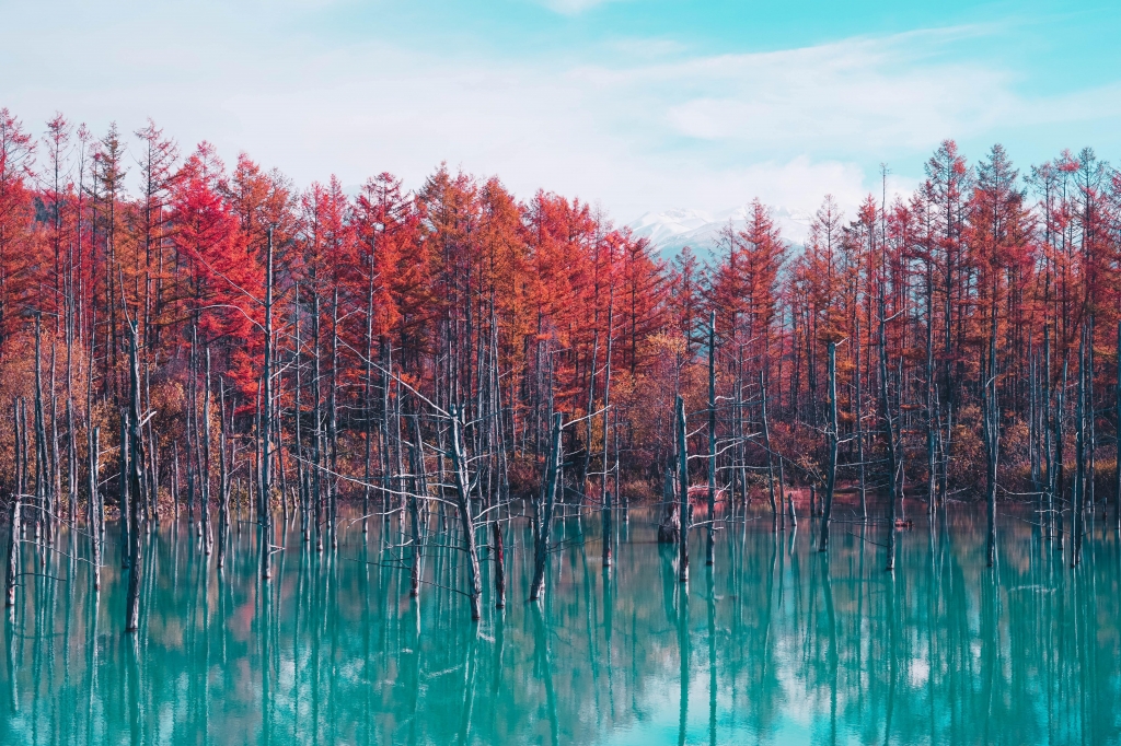 "Bosco autunnale", 2020.