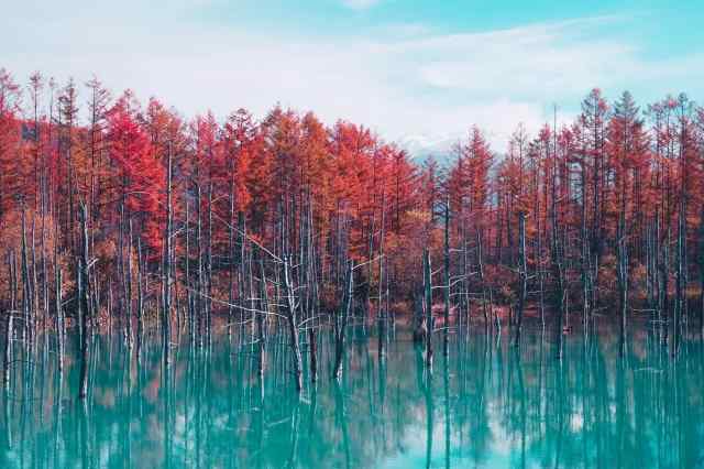 "Bosco autunnale", 2020.