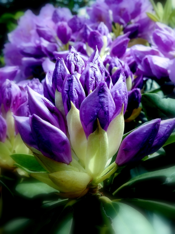 violetto