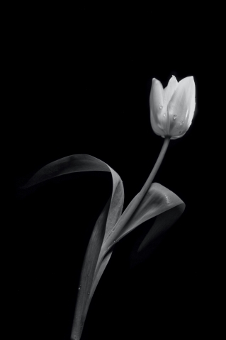 "Tulipano", 2023.