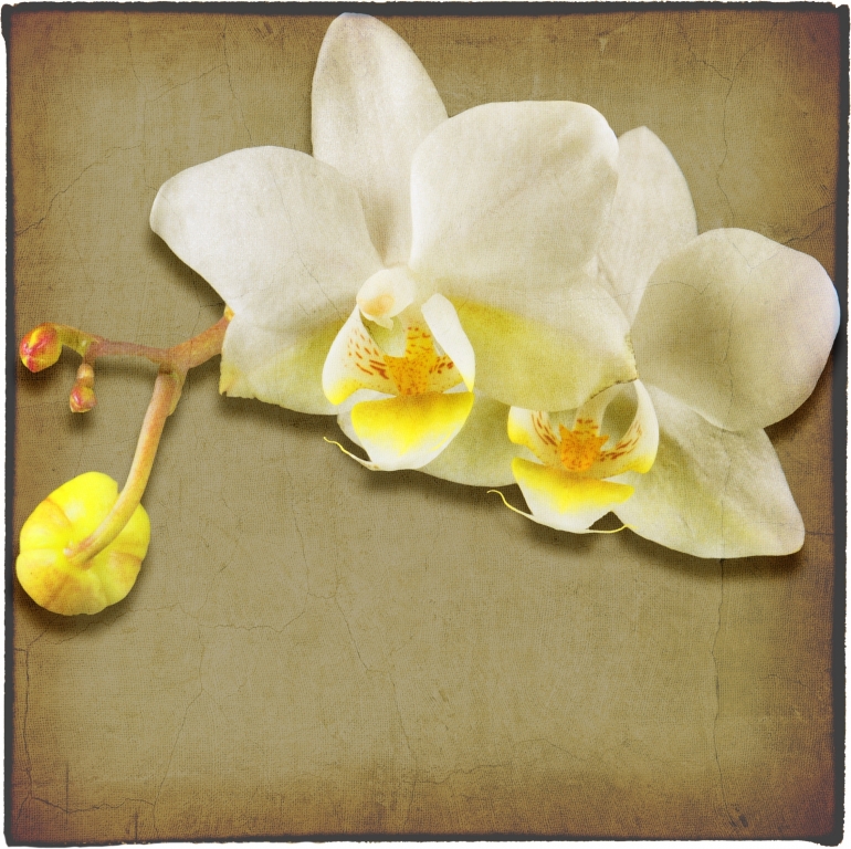 Orchidea Phalaenopsis