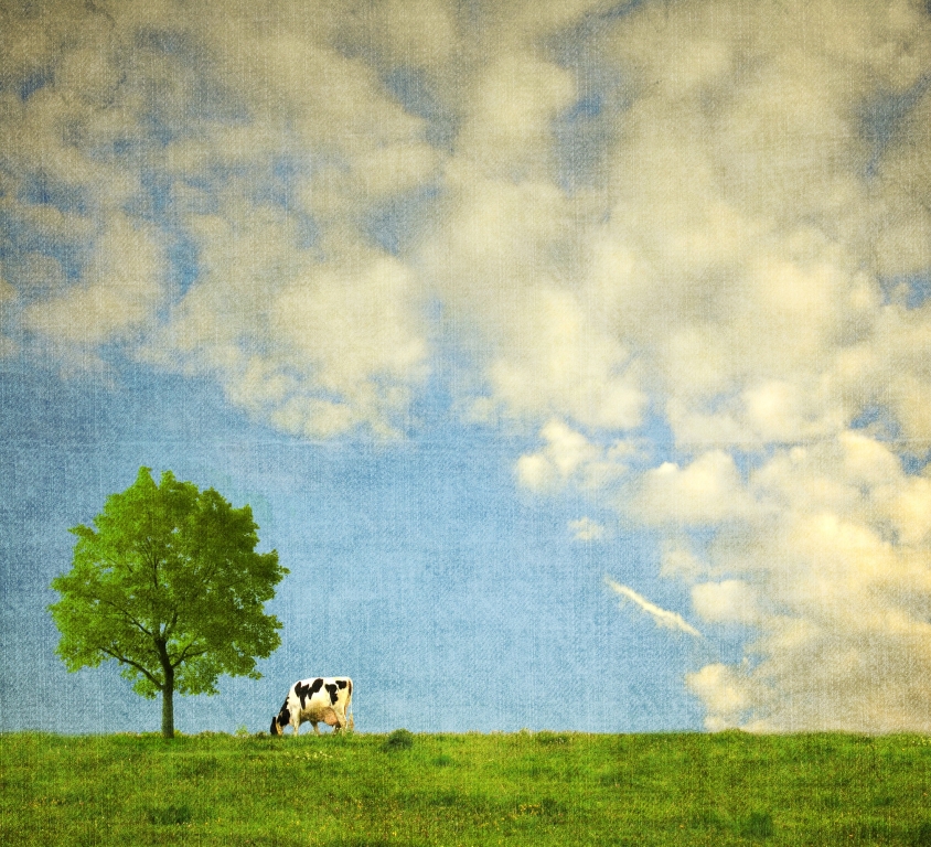 Mucca al pascolo