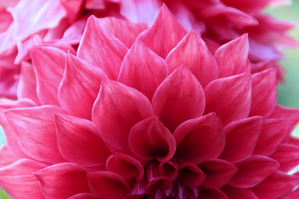 Dalia