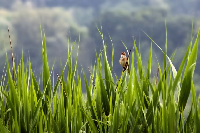 Un canto sulla palude