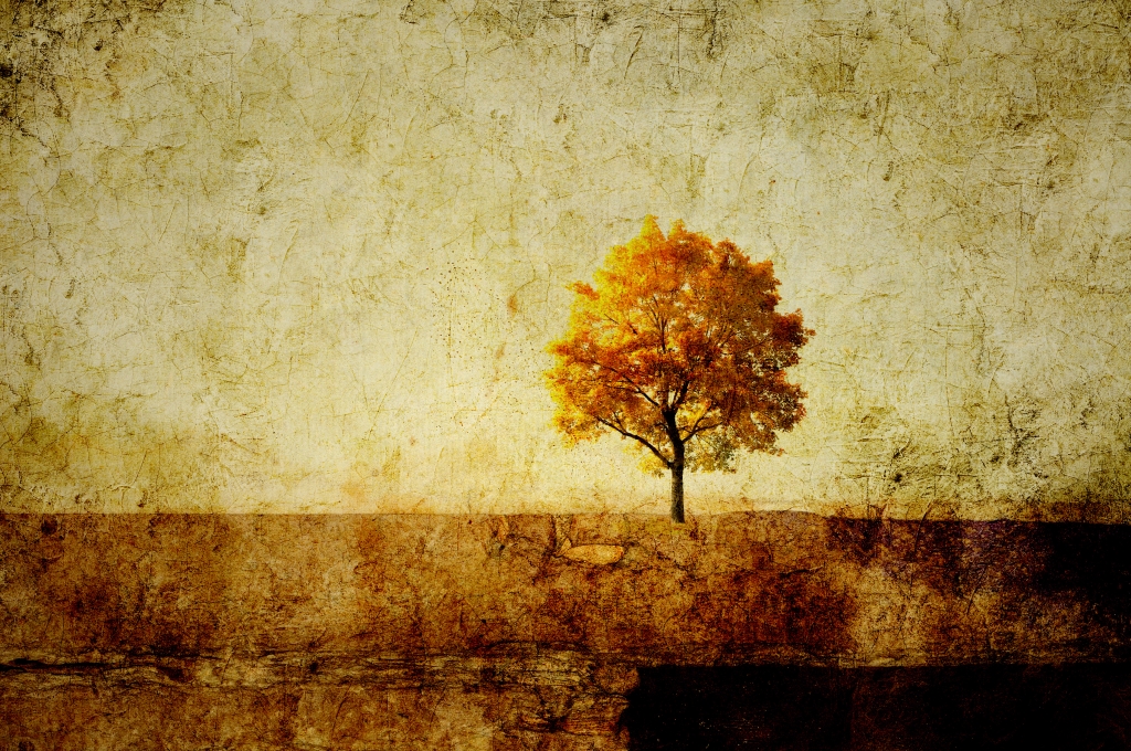 Albero solitario