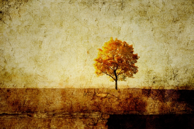 Albero solitario