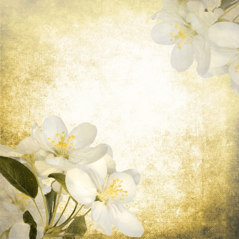 Fiori di melo