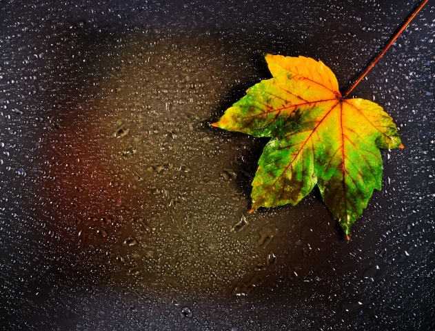 Foglia d'acero autunnale.