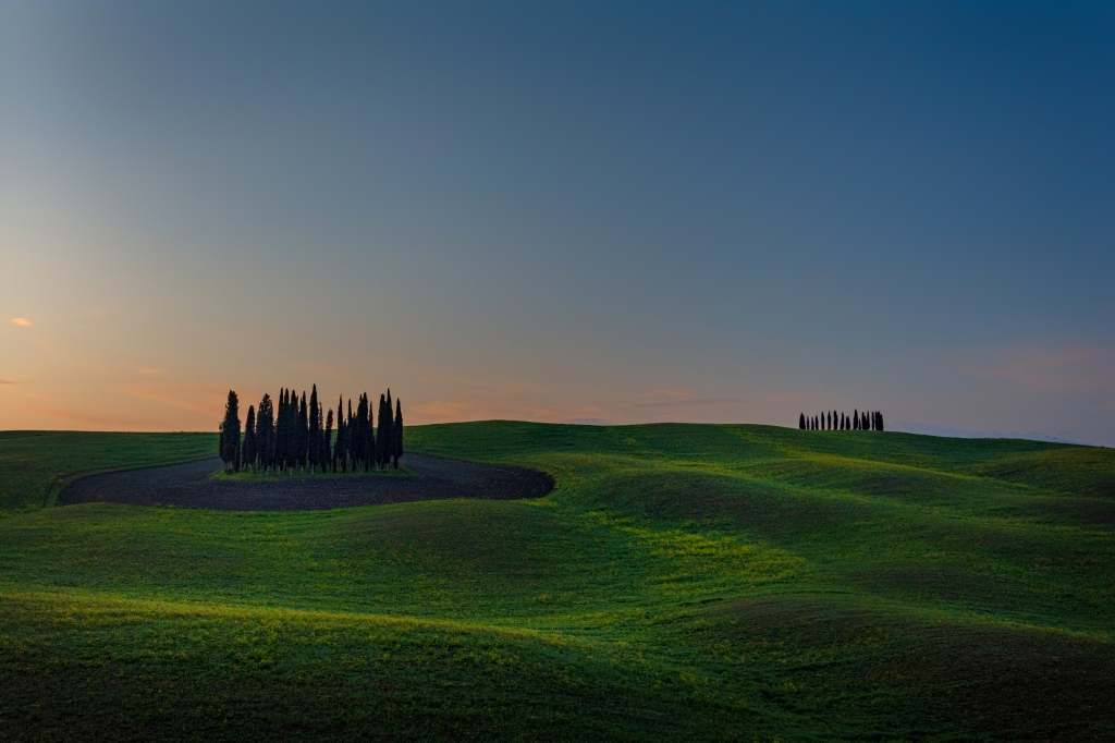 Cipressi della Val D'Orcia