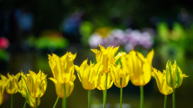 tulipani gialli