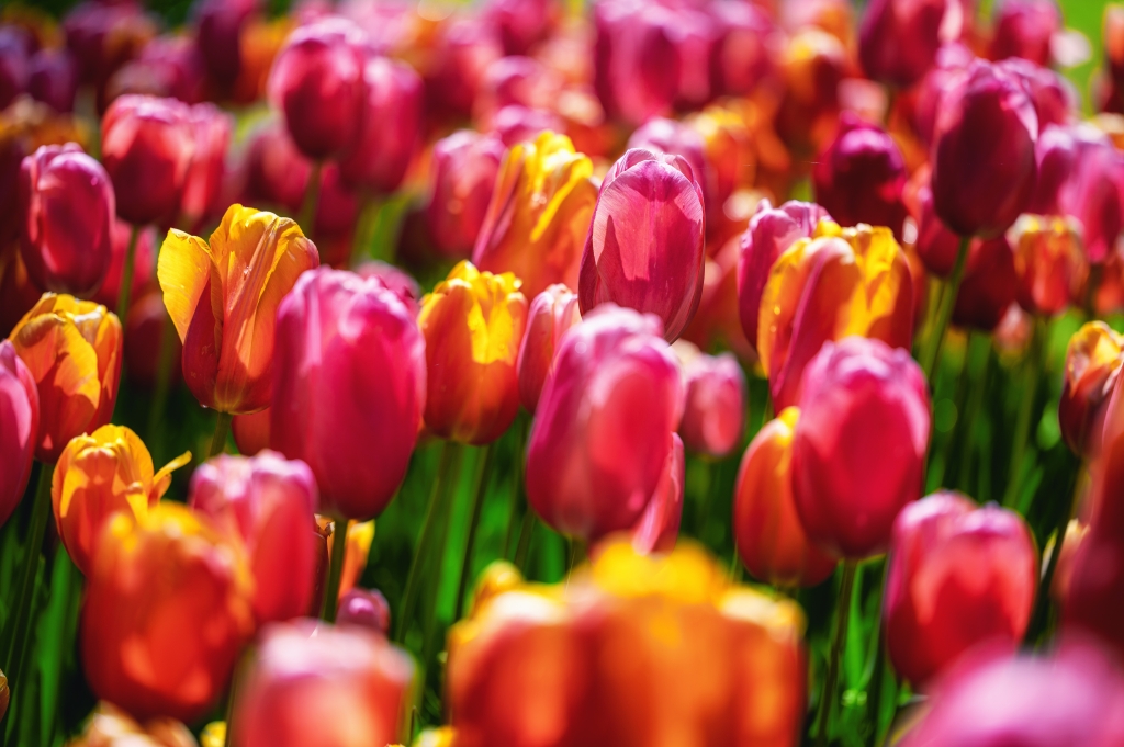 tulipani rossi e gialli