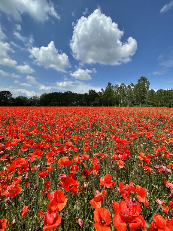 campo di papaveri a maggio