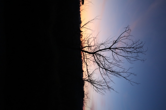 Silhouette arborea
