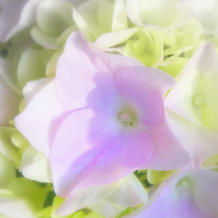 hortensia shabby