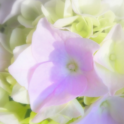 hortensia shabby