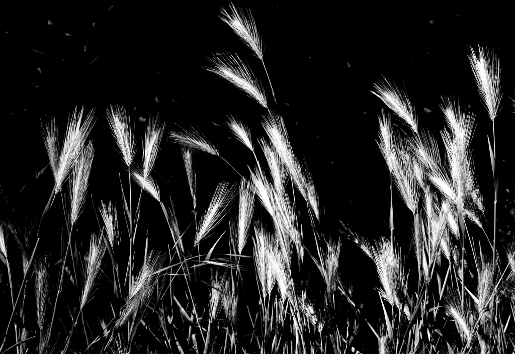 spighette in biancoenero