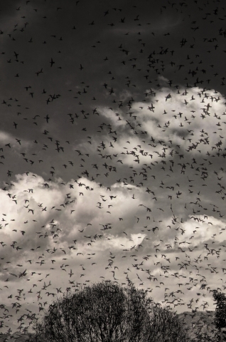 Birds