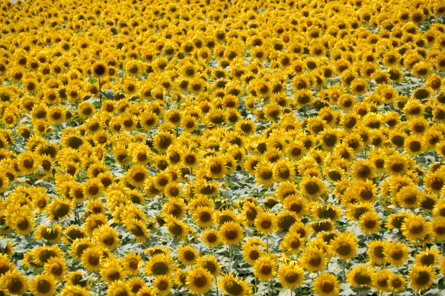 Giallo intenso nei miei occhi