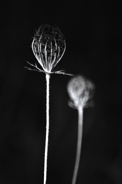 Fiori secchi in bianco e nero