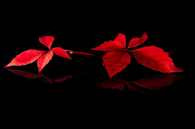 Foglie rosse