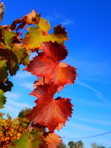 colorato come l'autunno