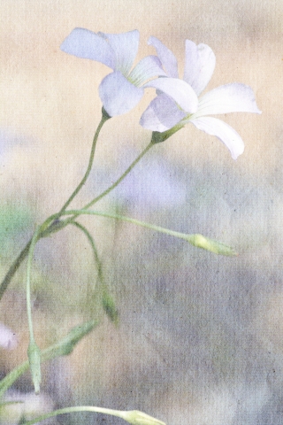Fiore su carta