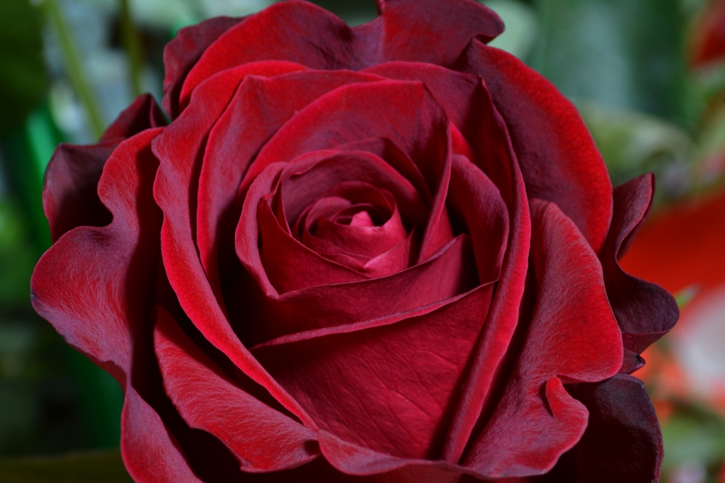 Rosa rossa