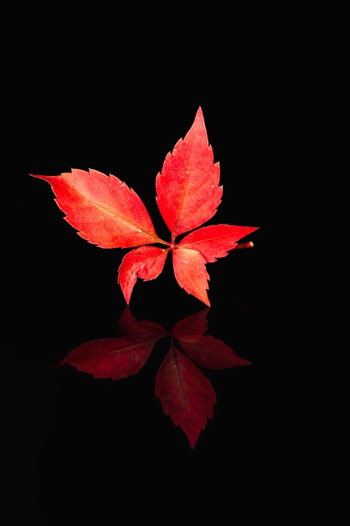Foglie rosse autunnali