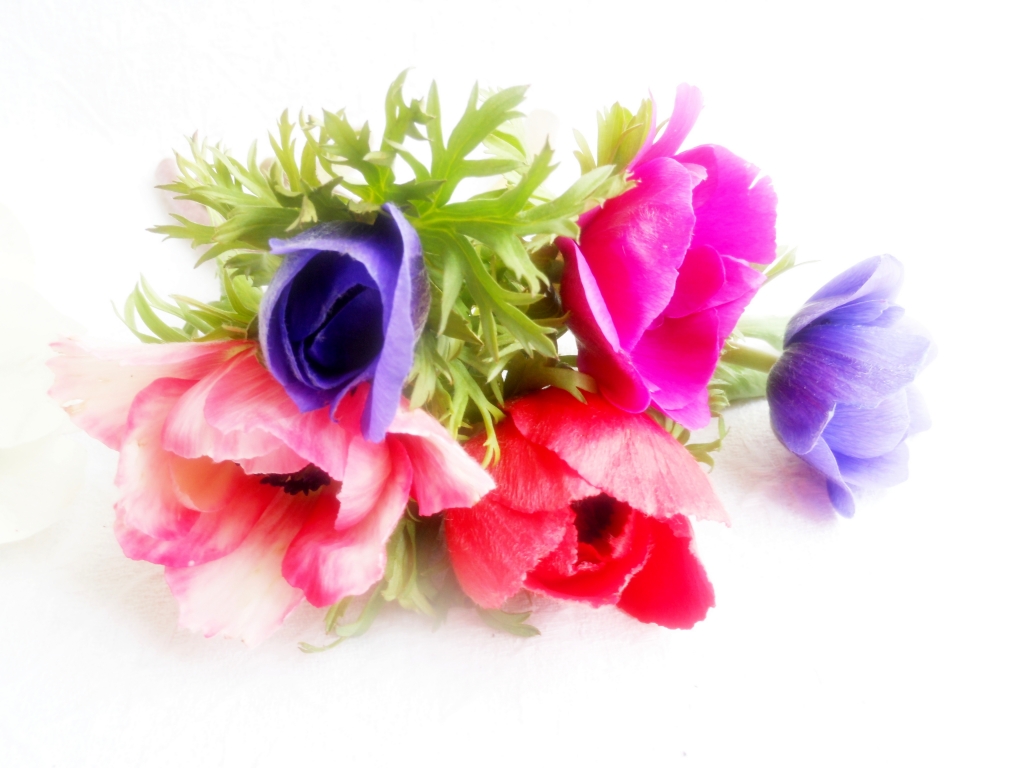 fiori in chiaro