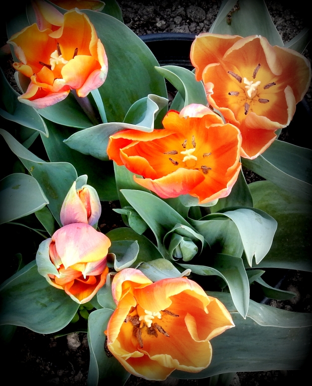 tulipa