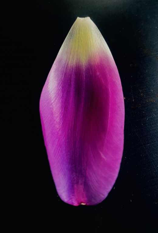 Tulipes 10.15am