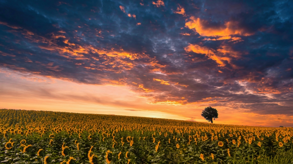 campo di girasoli