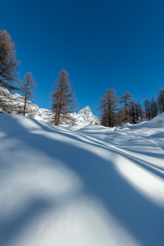 Neve