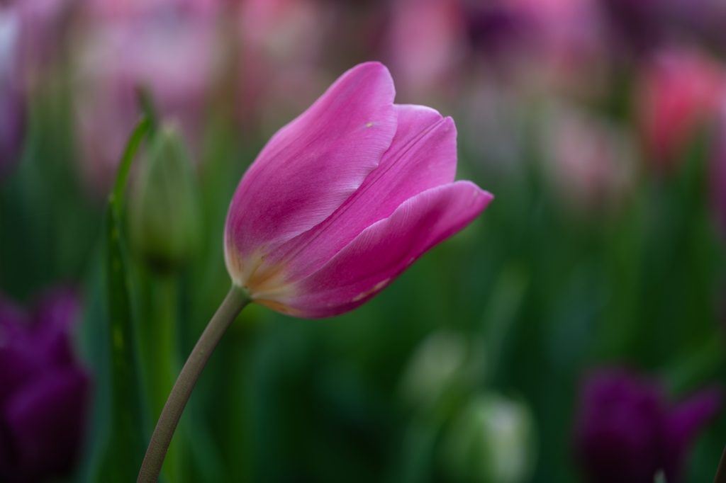 Tulipano