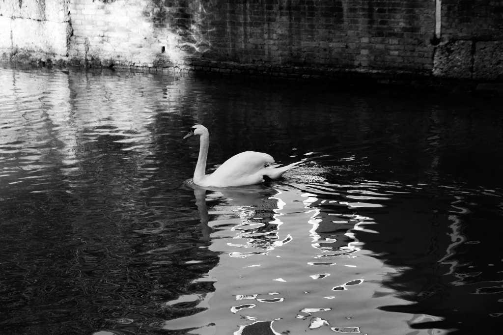 Cigno